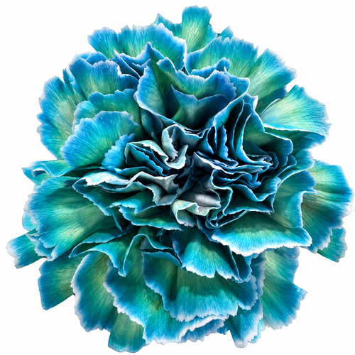 Œillet Aqua
