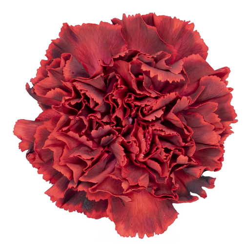 Œillet Calret teinté grenat, Fleur fraîche de 70 cm de long