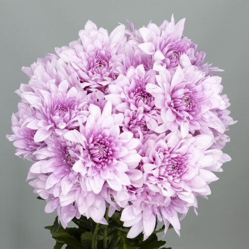 Chrysanthème Super Star rose pâle, Fleur fraîche de 70 cm de long
