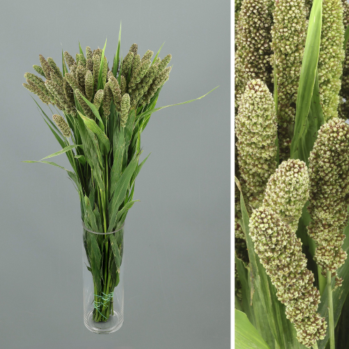 Setaria italica, Fullatge de 70 cm de llarg, en manoll