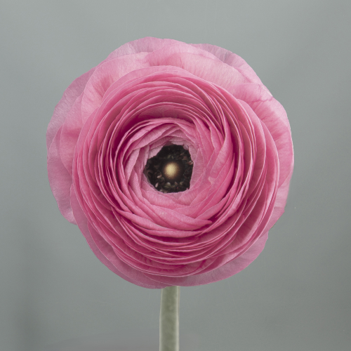Ranúnculo Elegance Pink rosa, Flor fresca de 45 cm de largo