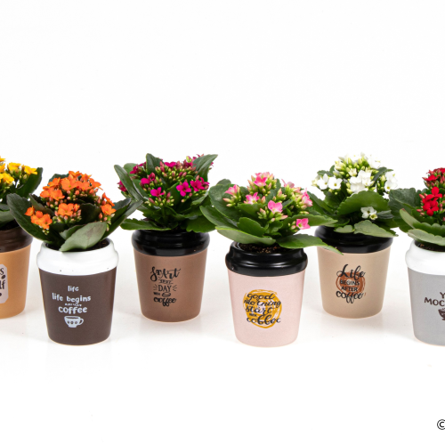 Kalanchoe em Cerâmica Chávena, Planta de 15 cm de altura, conjunto de 12 unidades