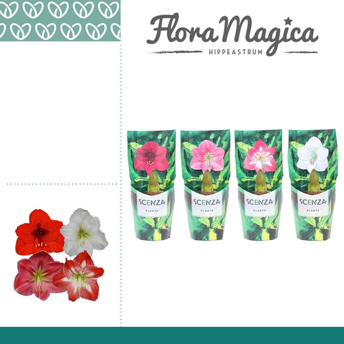 Amaryllis Hippeastrum en Maceta, Planta de 15 cm de alto, pack de 10 uds
