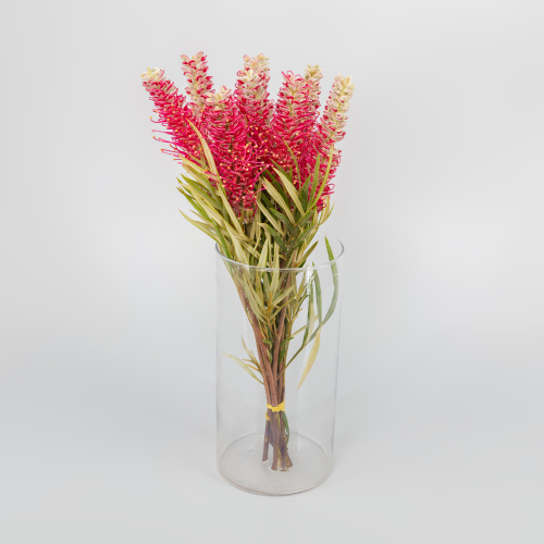 Grevillea Misty Red 40 cm, Lore freskoa