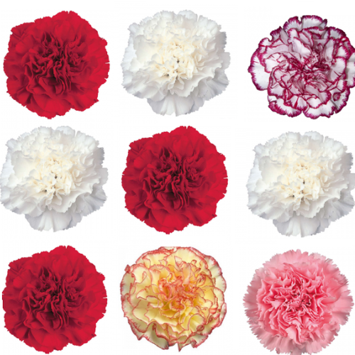 Clavell Sánchez, Flor fresca de 70 cm de llarg