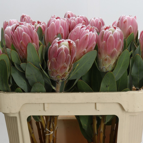 Protea compacta Penny Pink rosa 70 cm, Flor fresca