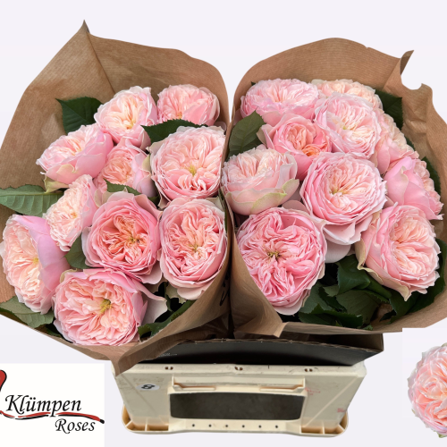 Rosa Tender Love rosa claro, Flor fresca de 40-50 cm de longo