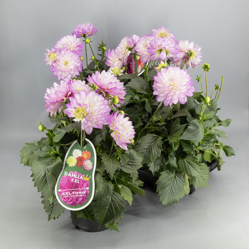 Dalia Veracruz Rosa, Planta de 45 cm de alto