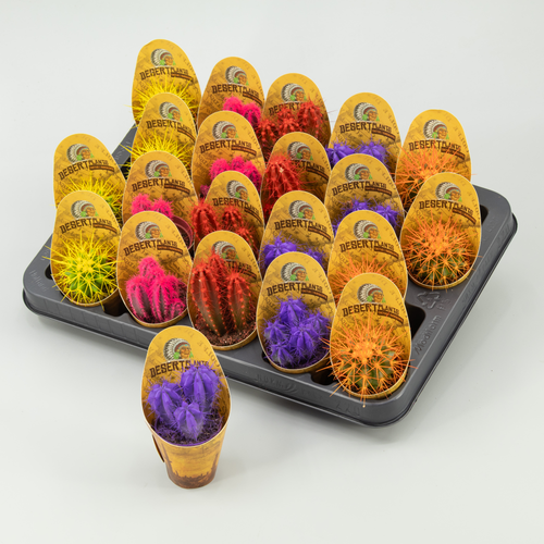 Pack de 20 minicactus Desert Plants Rainbow Mix de 8 cm, Planta