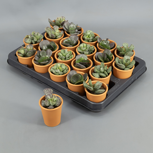 Adromischus variés en terre cuite, Plante de 8 cm de haut, lot de 20 unités