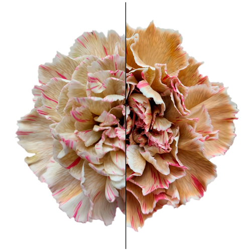 Clavell Broly tenyit, Flor fresca de 70 cm de llarg, ram de 20 tiges