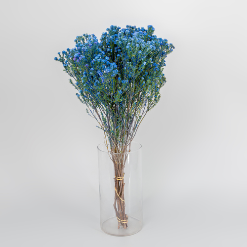 Tallo de Phylica azul claro 40 cm, Flor fresca