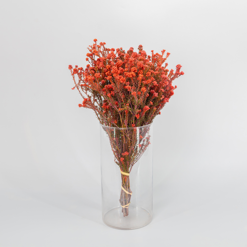 Phylica laranja zurtoina 40 cm, Lore freskoa