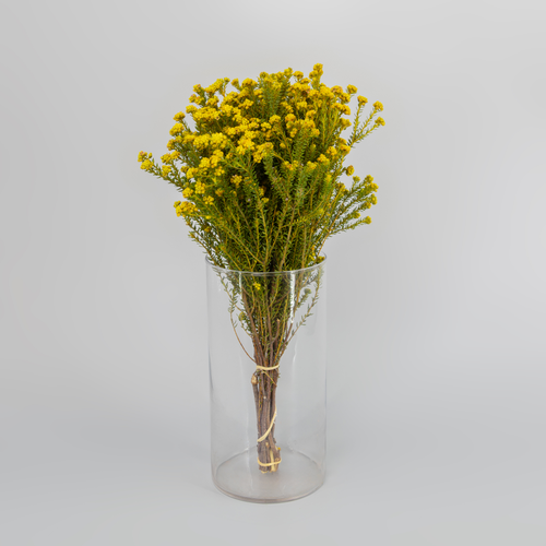 Tallo de Phylica amarilla 40 cm, Flor fresca