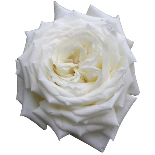 Rose Princess Alina, Fleur fraîche de 40 cm de long