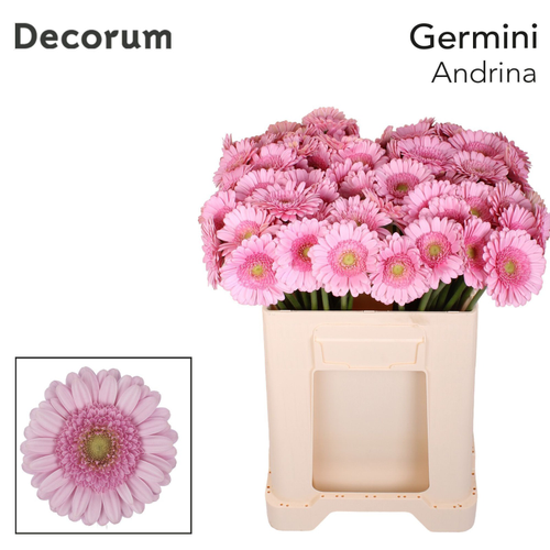 Gerbera Mini Andrina arrosa, 20 zurtoineko lotea, 50 cm luzeko lore freskoa
