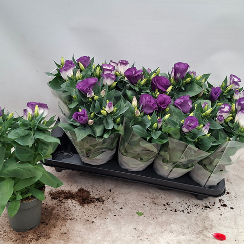 Lisianthus Bolero Blue Rim, Planta de 29 cm de alto, pack de 10 uds