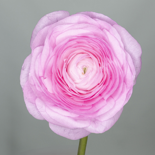 Ranúnculo Succes Hanoi rosa claro, Flor fresca de 45 cm de largo