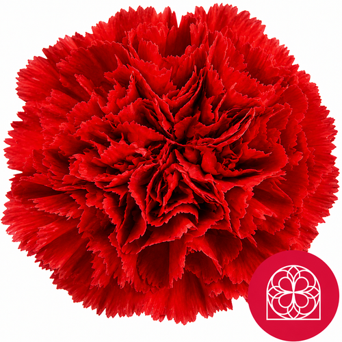 Œillet Don Pedro rouge (Dianthus caryophyllus), lot de 50 tiges, Fleur fraîche de 50 cm de long