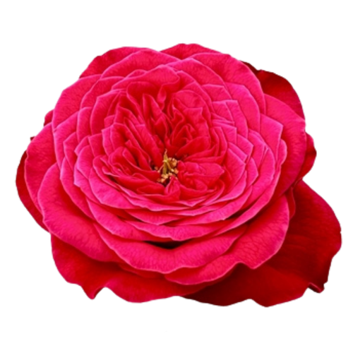 Rose de Jardin Villa Fariola fuchsia, 10 tiges, Fleur fraîche de 70 cm de long