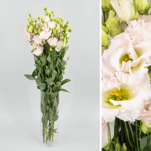 Lisianthus Doble Chaconne Wedding Pink, Flor fresca de 70 cm de largo, ramo de 10 tallos