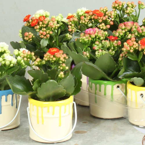 Kalanchoe pintado multicolorido, Planta de 14 cm de altura, conjunto de 12 unidades