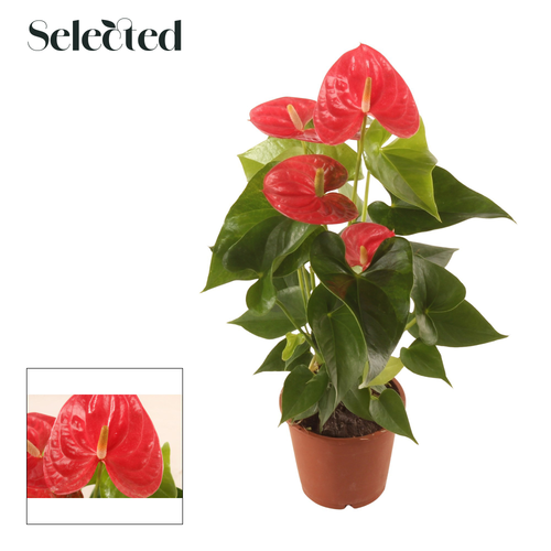 Anthurium New Pink rose à 4 fleurs, plante d'intérieur, Plante de 45 cm de haut, lot de 10 unités