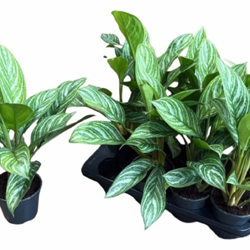 Aglaonema Stripes, Planta de 45 cm d'alçada, lot de 8 unitats