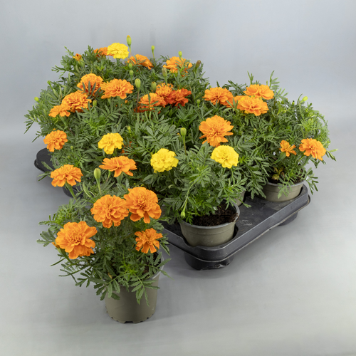 Tagète patula jaune et orange, Plante de 20 cm de haut, lot de 12 unités
