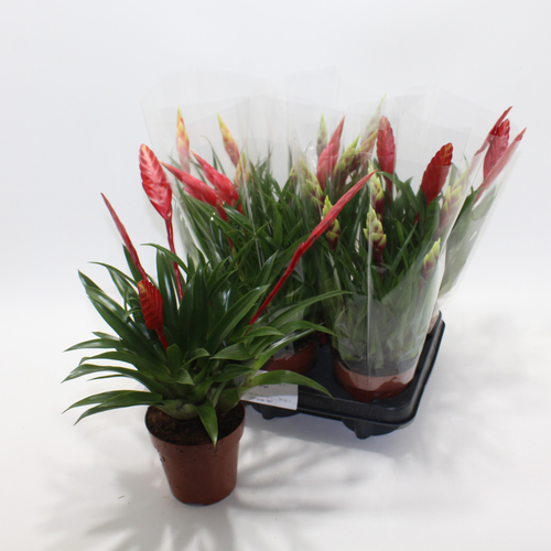 Vriesea Doble (Dos Colors), Planta de 35 cm d'alçada, lot de 6 unitats