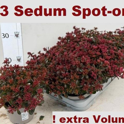 Sedum Spot On Deep Rose, Planta de 20 cm de alto, pack de 6 uds