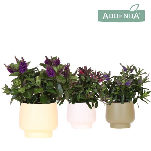 Hebe Hebedonna Alexa, Planta de 30 cm de altura, conjunto de 4 unidades