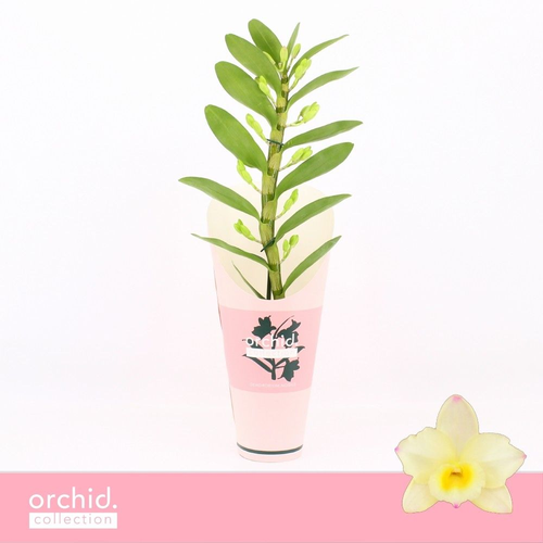 Orchidée Dendrobium Star Class Jaune, lot de 6 plantes, Plante de 40 cm de haut