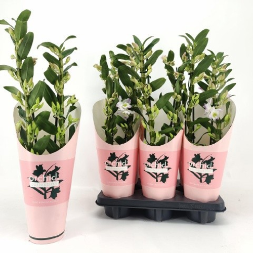 Orchidée Dendrobium Spring Dream blanc et rose, 45 cm, lot de 6, Plante de 45-55 cm de haut