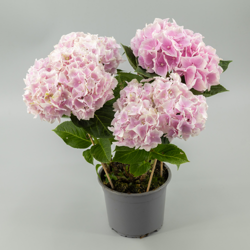 Hortensia Rose (Ankong), Plante de 40 cm de haut, lot de 4 unités