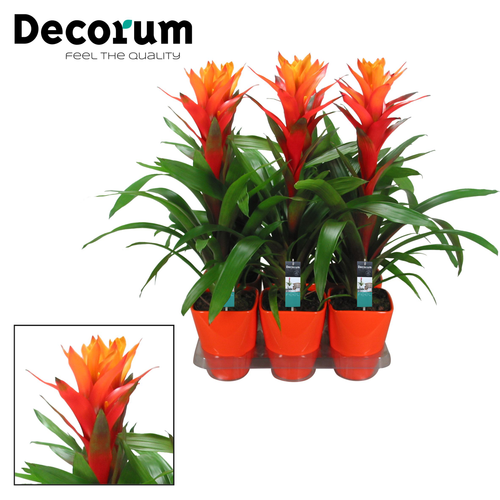 Guzmania taronja Decorum en ceràmica, Planta de 60 cm d'alçada, lot de 6 unitats