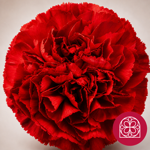 Œillets rouges Don Luis (Dianthus caryophyllus), 300 tiges, Fleur fraîche de 50 cm de long