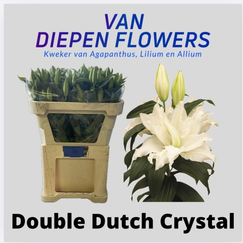 Lilium oriental Double Dutch Crystal branco, 10 talos, Flor fresca de 70 cm de longo