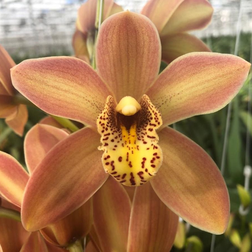 Orquídea Cymbidium Mini Royal Peach telha, Flor fresca de 40-50 cm de comprimento