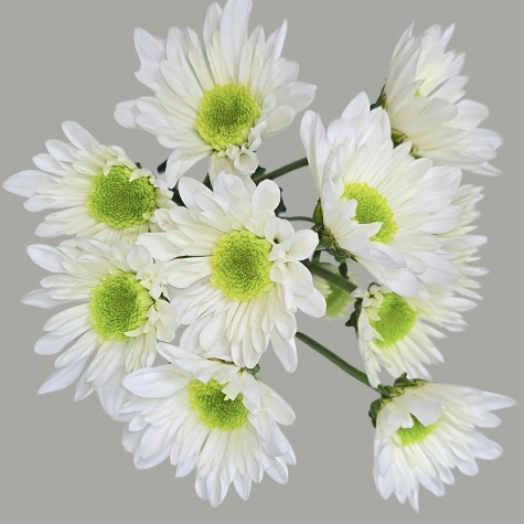 Chrysanthème blanc Blanca Nieves, lot de 20 tiges, Fleur fraîche de 70-75 cm de long