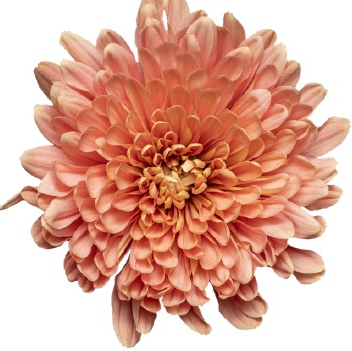 Crisantemo uniflora Veronica salmón, 20 tallos de 70 cm (Chrysanthemum), Flor fresca, ramo de 10 tallos