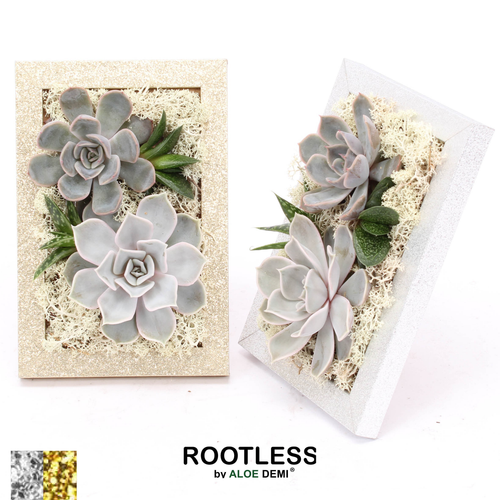 Composición de suculentas Rootless Photo Frame, 7 composiciones, Planta de 7 cm de alto, pack de 7 uds
