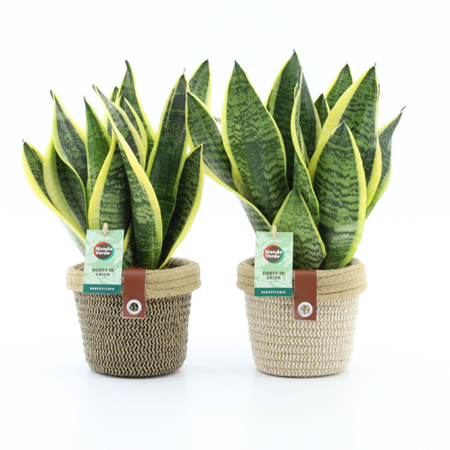 Sanseviera Futura Superba (In Noah Deluxe), Plante de 35 cm de haut, lot de 6 unités