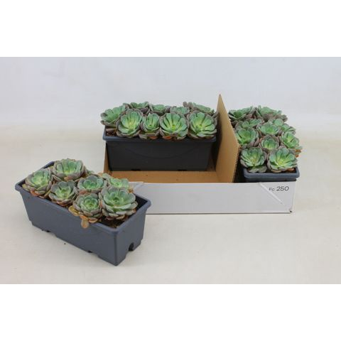 Assortiment d’Echeveria vivantes 20 cm, Plante
