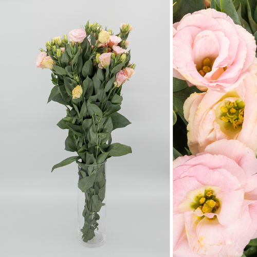 Lisianthus Rosita Champagne, Flor fresca de 70 cm de comprimento, ramo de 10 hastes