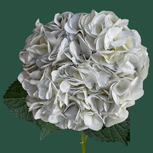 Hydrangea White Polar Select, Flor fresca de 60 cm de llarg, ram de 40 tiges