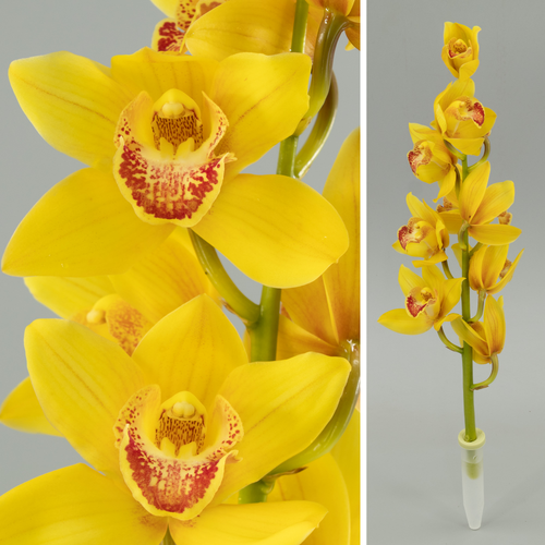 Orquídea Cymbidium Mini Amber amarela, 1 haste, Flor fresca de 40 cm de comprimento