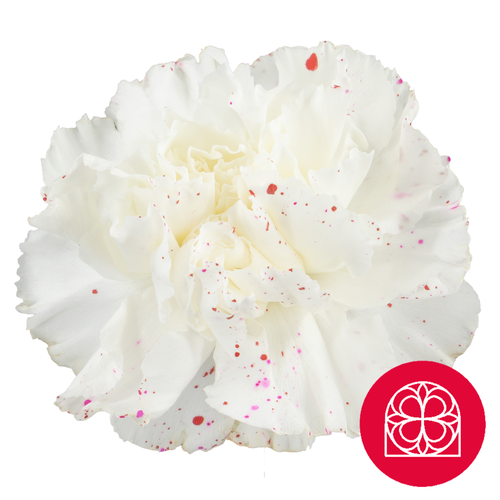 Clavel Love Burst Teñido, Fleur fraîche de 70 cm de long, bouquet de 20 tiges