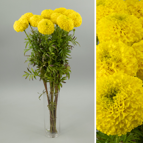 Lote de tagetes amarillos Coco de 80 cm (clavelón de la India)