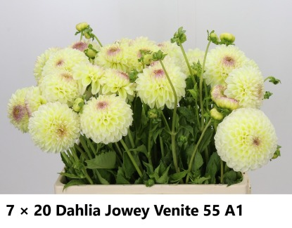 Dahlia Jowey Venite x30, Flor fresca de 55 cm de llarg